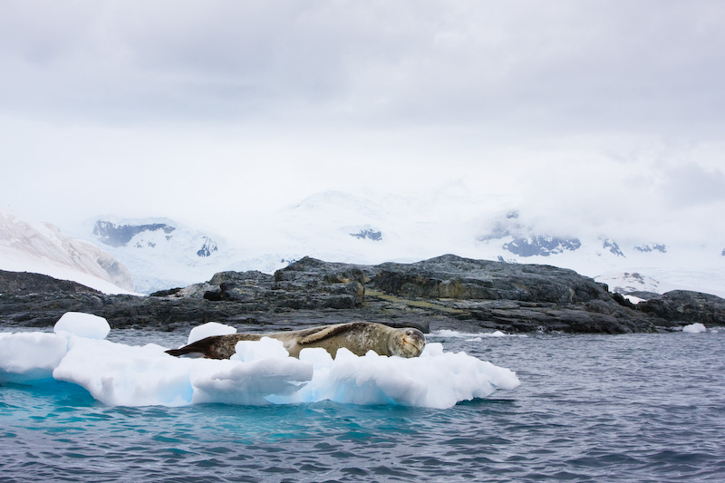 Leopard Seal On Iceberg